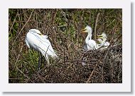 04c-012 * Great Egret with chicks * Great Egret with chicks