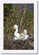 04c-013 * Great Egret chicks * Great Egret chicks