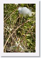 04c-014 * Snowy Egret and Great Egret chicks * Snowy Egret and Great Egret chicks