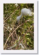 04c-015 * Snowy Egret and Great Egret chicks * Snowy Egret and Great Egret chicks