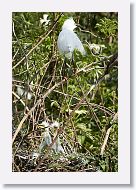 04c-017 * Snowy Egret and Great Egret chicks * Snowy Egret and Great Egret chicks