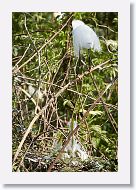 04c-019 * Snowy Egret and Great Egret chicks * Snowy Egret and Great Egret chicks