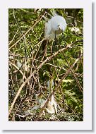 04c-020 * Snowy Egret and Great Egret chicks * Snowy Egret and Great Egret chicks