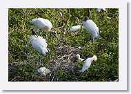 04c-021 * Woodstorks and Cattle Egrets * Woodstorks and Cattle Egrets