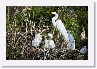 04c-022 * Great Egret with chicks * Great Egret with chicks