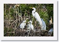 04c-023 * Great Egret with chicks * Great Egret with chicks