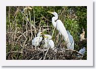 04c-024 * Great Egret with chicks * Great Egret with chicks