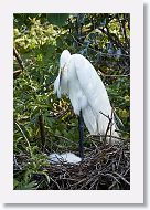 04c-025 * Great Egret with chicks * Great Egret with chicks