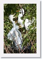 04c-026 * Great Egret with chicks * Great Egret with chicks