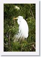 04c-027 * Great Egret * Great Egret