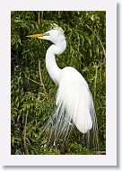 04c-028 * Great Egret * Great Egret