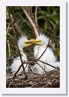 04c-029 * Great Egret chicks * Great Egret chicks