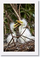 04c-030 * Great Egret chicks * Great Egret chicks