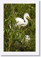 04c-031 * Great Egret chick * Great Egret chick