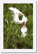 04c-032 * Great Egret chicks * Great Egret chicks