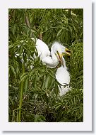 04c-033 * Great Egret chicks * Great Egret chicks