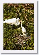 04c-034 * Great Egret with chicks * Great Egret with chicks