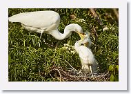 04c-035 * Great Egret with chicks * Great Egret with chicks