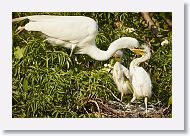 04c-036 * Great Egret with chicks * Great Egret with chicks