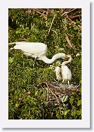 04c-037 * Great Egret with chicks * Great Egret with chicks