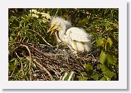 04c-038 * Great Egret chicks * Great Egret chicks