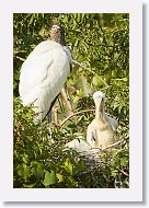 04c-039 * Woodstork with chicks * Woodstork with chicks