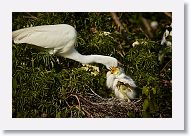 04c-040 * Great Egret with chicks * Great Egret with chicks