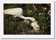 04c-041 * Great Egret with chicks * Great Egret with chicks