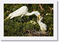 04c-042 * Great Egret with chicks * Great Egret with chicks