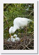 04c-043 * Great Egret with chicks * Great Egret with chicks