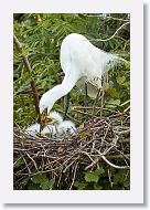 04c-044 * Great Egret with chicks * Great Egret with chicks