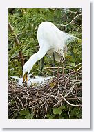 04c-045 * Great Egret with chicks * Great Egret with chicks