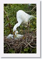 04c-046 * Great Egret with chicks * Great Egret with chicks