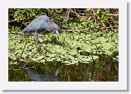 04c-048 * Little blue heron * Little blue heron