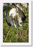 04c-049 * Woodstork * Woodstork