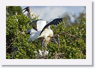 04c-050 * Woodstorks with chicks * Woodstorks with chicks