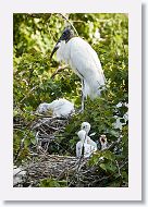 04c-051 * Woodstorks with chicks * Woodstorks with chicks