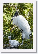 04c-052 * Woodstork with chicks * Woodstork with chicks