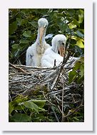 04c-053 * Woodstork chicks * Woodstork chicks