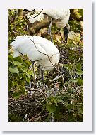 04c-054 * Woodstork with chick * Woodstork with chick