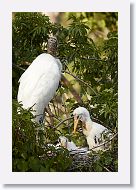 04c-055 * Woodstork with chicks * Woodstork with chicks