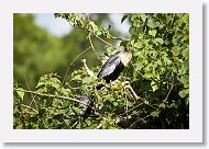 04c-056 * Anhinga with chicks * Anhinga with chicks