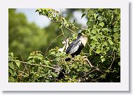 04c-057 * Anhinga with chicks * Anhinga with chicks