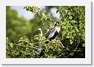 04c-058 * Anhinga with chicks * Anhinga with chicks