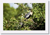 04c-059 * Anhinga with chicks * Anhinga with chicks