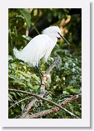 04c-060 * Snowy Egret * Snowy Egret