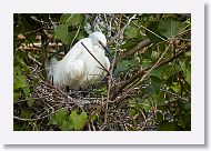 04c-061 * Snowy Egret * Snowy Egret