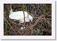 04c-062 * Snowy Egret with eggs and 1 chick * Snowy Egret with eggs and 1 chick