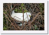 04c-063 * Snowy Egret with eggs and 1 chick * Snowy Egret with eggs and 1 chick