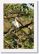 04c-064 * White Ibis * White Ibis